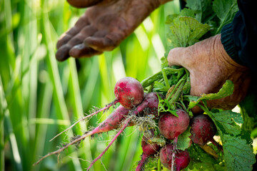 The hands of an old woman in the mud with a bunch of radishes cut from the ground. Real life on a...