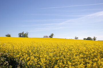 Yellow canola flowers in the summertime fields.
