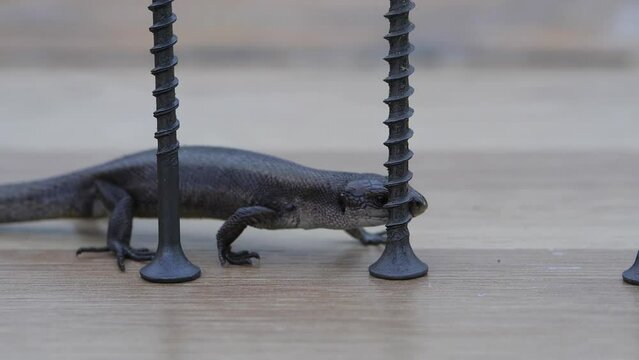 A black and gray lizard walks between the roofing screws on the table. Animals, reptiles of the scaly order.