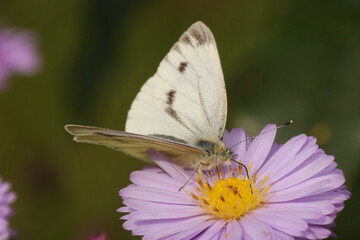 Piéride de la rave (Pieris rapae)