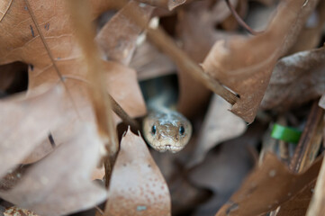 Common Garter Snake poking up through leaf litter