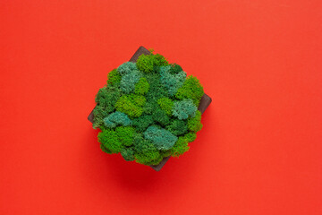 Generic concept image of decorative moss. Used for interior design, organic fresh living or office spaces, green living or presentations, brochures.