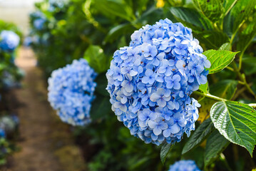 Hydrangea flowers in the city of Da Lat in Vietnam