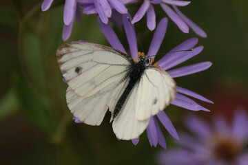 Piéride de la rave (Pieris rapae)