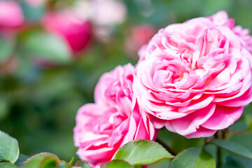 薔薇(芳純)