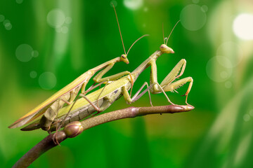 close-up of mating praying mantises on an orchid shoot
