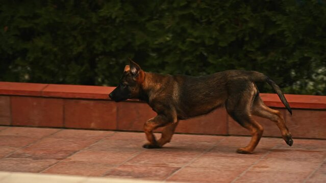Active Belgian Malinois Is Running An Outdoor Area. Tracking Shot