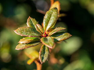 Fototapeta na wymiar Rhododendron columbianum