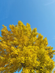 Fototapeta premium It is a yellow ginkgo tree.