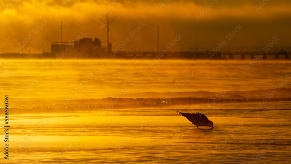 Wall mural Przejdź do strony
|1234567Dalej
Dark silhouette of seagulls feeding during sunrise with Sopot pier in the background on the Baltic Sea, Poland