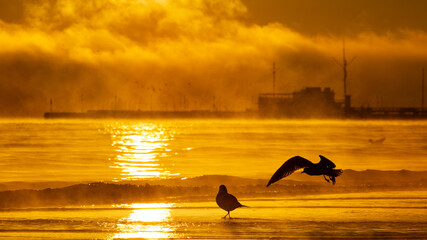 Przejdź do strony  1234567Dalej Dark silhouette of seagulls feeding during sunrise with Sopot pier in the background on the Baltic Sea, Poland