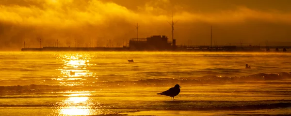 Foto auf Acrylglas Die Ostsee, Sopot, Polen Przejdź do strony  1234567Dalej Dark silhouette of seagulls feeding during sunrise with Sopot pier in the background on the Baltic Sea, Poland