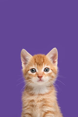 Portrait of an adorable ginger kitten looking at the camera on a bright blue background with space...