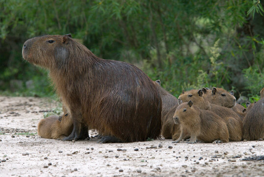 An adult female Capybara (hydrochaeris hydrochaeris)  watches over a large group of babies, Estancia Rincon del Socorro, Esteros