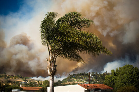 Palm trees sway in the wind as Jesusita Wildfire burns in Santa Barbara California