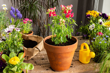 Spring decoration of a home balcony or terrace with flowers, woman transplanting a flower Antirrhinum into a clay pot, home gardening and hobbies, biophilic design