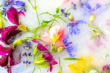Summer background of frozen flowers in ice, cornflowers and geraniums, osteosperum and lavender and carnation