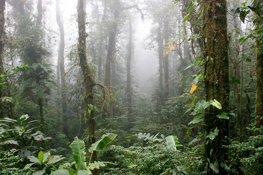 Rainforest. Santa Elena Cloud Forest Reserve. Costa Rica