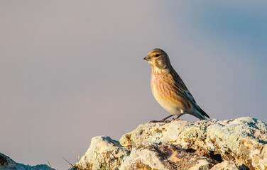 Common Linnet (Linaria cannabina) is one of the most beautiful songbirds in the world.