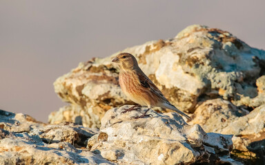 Common Linnet (Linaria cannabina) is one of the most beautiful songbirds in the world.