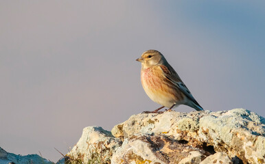 Common Linnet (Linaria cannabina) is one of the most beautiful songbirds in the world.