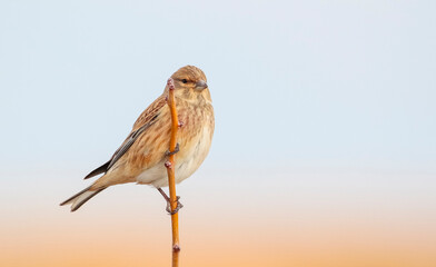 Common Linnet (Linaria cannabina) is one of the most beautiful songbirds in the world.