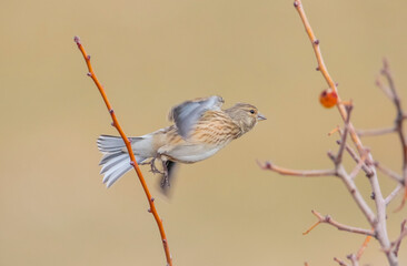 Common Linnet (Linaria cannabina) is one of the most beautiful songbirds in the world.