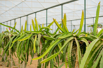 close-up view of dragon fruit in the garden