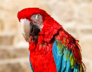 The red-and-green macaw (Ara chloropterus), also known as the green-winged macaw, is a large, mostly-red macaw of the genus Ara. It lives in South America and its lifespan is about 50 years.