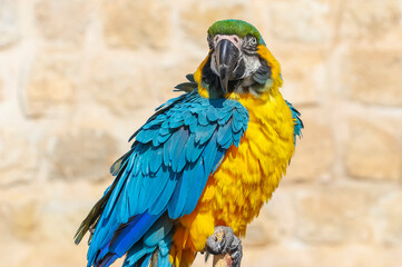 Blue-throated macaw (Ara glaucogularis) is a parrot species living in South America. They live about 50 years.