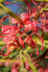 Grevillea rosmarinifolia or Rosemary grevillea, rounded shrubs. A Rosemary grevillea bush with red flowers in a botanical garden and a pollinating bee