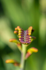 Crocosmia aurea, macro close up of an elegant bright yellow flowering branch of Croscosmia montbretia from the bulb iris family against green garden background