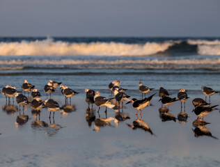 shore birds reflected by the setting sun on a beach with waves. royal terns and skimmers mixed with gulls