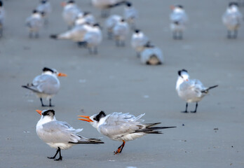royal terns and gulls on the beach at sunset with reflection and waves