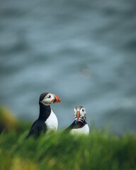 atlantic puffin