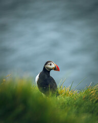 atlantic puffin