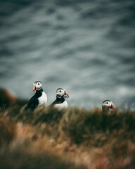 atlantic puffin