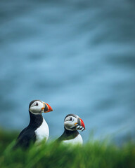 atlantic puffin