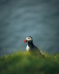 atlantic puffin 