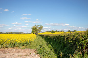 Yellow canola flowers in the summertime fields.