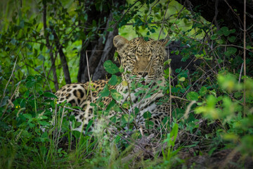 Female Leopard in the bush