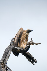 Vulture 