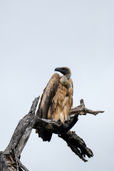 Vulture in the wild