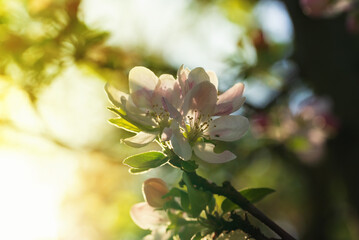 Pink apple tree flower in the soft rays of the sun