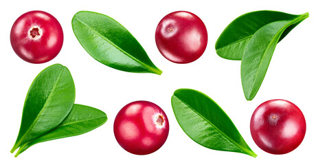 Cranberry leaves with Clipping Path isolated on a white background. Cranberry collection