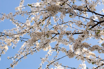 A lot of white cherry flowers on branches with a soft blue background