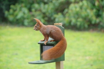 Eichhörnchen