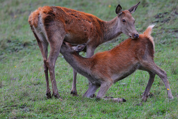 Wild red deer female, Cervus elaphus,  feed the deer calf with milk during autumn rut in a meadow of mountain forest. Wild animal in the natural environment and wilderness.