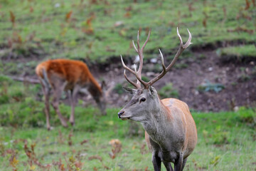 Wild red deer male, Cervus elaphus,  graze grass during autumn rut in a meadow of mountain forest. Wild animal in the natural environment and wilderness.
