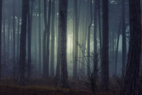 misty autumn forest 